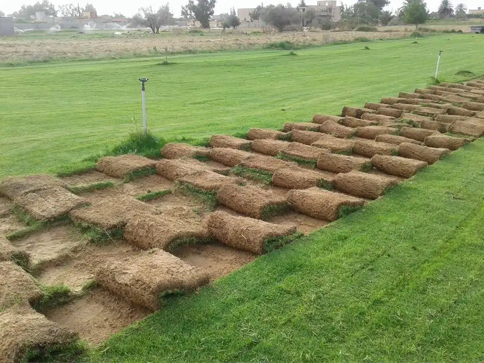 العشب الطبيعي بالرياض